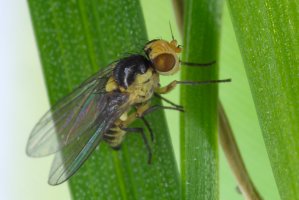 Vrtalka zelená (Phytomyza rufipes) – Tomasz Klejdysz / Shutterstock