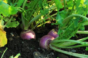 Brukev řepák (Brassica rapa) – theapflueger / Shutterstock