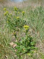 Barborka obecná (Barbarea vulgaris) – Lars Porta/Shutterstock