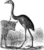 Vyhynulý pták Moa (Dinornis giganteus) – Morphart Creation / Shutterstock