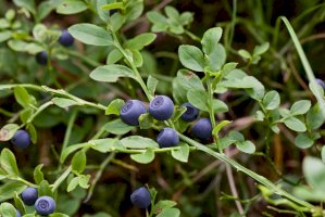 Brusnice borůvka (Vaccinium myrtillus) –  Nata Naumovec/Shutterstock