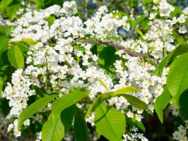 Kvetoucí střemcha obecná (Padus racemosa) – Olexandr Panchenko / Shutterstock
