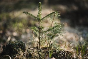 Malé semenáčky smrku a jedle – Petronelka / Shutterstock