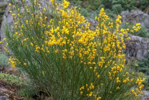 Janovec metlatý (Cytisus scoparius) – LFRabanedo/Shutterstock