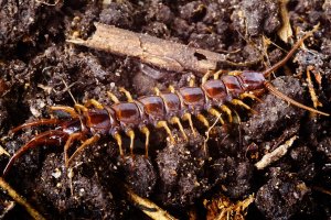 Stonožka škvorová (Lithobius forficatus) – Imfoto / Shutterstock