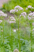 Kozlík lékařský (Valeriana officinalis) – Ole Schoener/Shutterstock