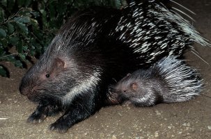 Dikobraz obecný (Hystrix cristata)– slowmotiongli / Shutterstock