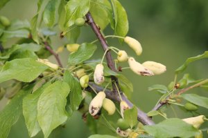 Švestka napadená kadeřavkou švestkovou (Taphrina pruni) – Kazakov Maksim / Shutterstock