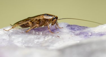 Rus domácí (Blatella germanica) – Erik Kartis / Shutterstock