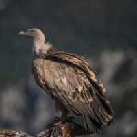 Sup bělohlavý – CezaryKorkosz / Shutterstock