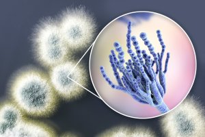 Plíseň štětičkovec (Penicillium), 3D ilustrace a fotografie – Kateryna Kon / Shutterstock