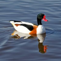 Husice liščí – Andrew Harker / Shutterstock
