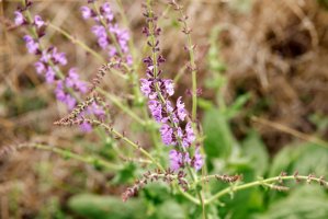 Zzdravínek jarní pozdní (Odontites vulgaris) – Kseniia Perminova / Shutterstock