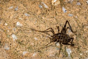 Koník skleníkový (Tachycines asynamorus) – Jay Ondreicka / Shutterstock