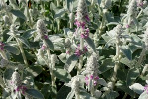 Čistec vlnatý (Stachys lanata/Stachys byzantina) – ahmydaria/Shutterstock