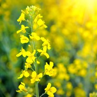 Řepka olejka (Brassica napas varieta arvensis) – Natalia Melnychuk / Shutterstock