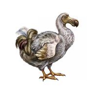 Dronte mauricijský neboli blboun nejapný (Raphus cucullatus), ilustrace – Liliya Butenko / Shutterstock