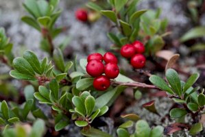 Medvědice lékařská (Arctostaphylos uva-ursi) – Nata Naumovec/Shutterstock