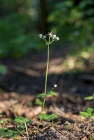Žindava evropská (Sanicula europaea) – Ihor Hvozdetskyi/Shutterstock