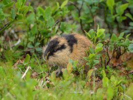Lumík norský (Lemmus lemmus) – Salparadis / Shutterstock