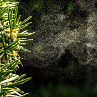 Pyl jehličnanu, šířící se vzduchem – Elisa Manzati / Shutterstock
