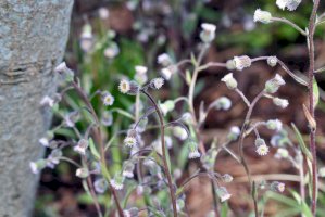 Turan ostrý (Erigeron acer) – Marta Jonina/Shutterstock