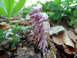 Podbílek šupinatý (Lathraea squamaria) – Natalia Zagaja/Shutterstock