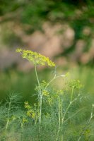 Kopr vonný (Anethum graveolens) – EsfilPla/Shutterstock