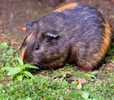 Morče (Cavia aperea) – Dmitri Gomon / Shutterstock