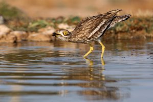 Dytík úhorní (Burhinus oedicnemus) – Jesus Giraldo Gutierre / Shutterstock