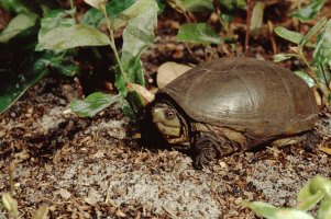 Klapavka americká (Kinosternon subrubrum) – Liz Weber / Shutterstock