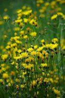 Škarda dvouletá (Crepis biennis) – Ole Schoener/Shutterstock