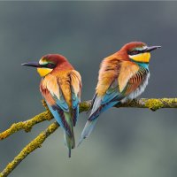 Vlha pestrá – ArCaLu / Shutterstock