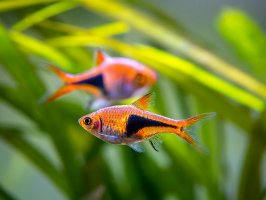 Razbora klínoskvrnná (Trigonostigma heteromorpha) – Joan Carles Juarez / Shutterstock