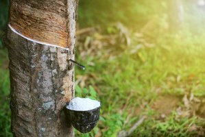 Získávání latexu z kaučukovníku – Noppadon stocker/Shutterstock