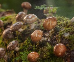 Houževnatec jedlý (Lentinula edodes) – puttography / Shutterstock