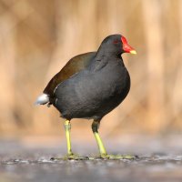 Slípka zelenonohá – Miroslav Hlavko / Shutterstock