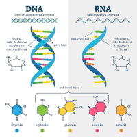 DNA a RNA, srovnání – VectorMine/Shutterstock, český popis CoJeCo.cz