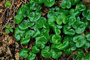 Kopytník evropský (Asarum auropaeum) – weha/Shutterstock