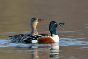 Lžičák pestrý – aaltair / Shutterstock