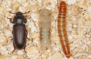 Potemník moučný (Tenebrio molitor) – brouk, kukla a larva – Tomasz Klejdysz / Shutterstock