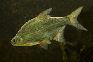 Cejn velký (Abramis brama) – Podolnaya Elena / Shutterstock