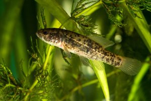 Blatňák tmavý (Umbra krameri) – Geza Farkas / Shutterstock