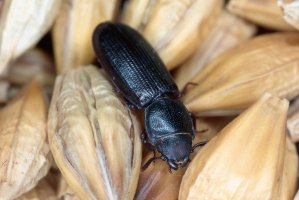 Kornatec skladištní (Tenebroides mauritanicus) – Tomasz Klejdysz / Shutterstock