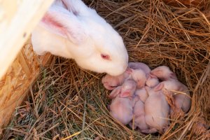 Nově narození králíci domácí (Oryctolagus cuniculus f. domesticus) – Bragapictures / Shutterstock
