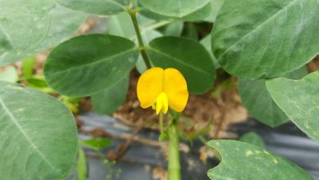 Podzemnice olejná (Arachis hypogaea) – ppuDi / Shutterstock