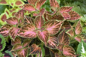 Coleus blumei – Profimedia.cz