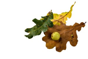 Hálka na listu dubu – weha / Shutterstock