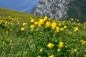 Upolín evropský (Trollius altissimus) – SarnaFoto/Shutterstock