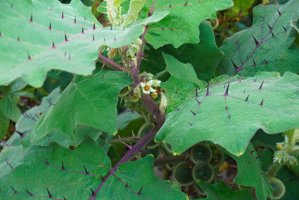 Narančila (Solanum quitoense) – Nikolay Kurzenko / Shutterstock